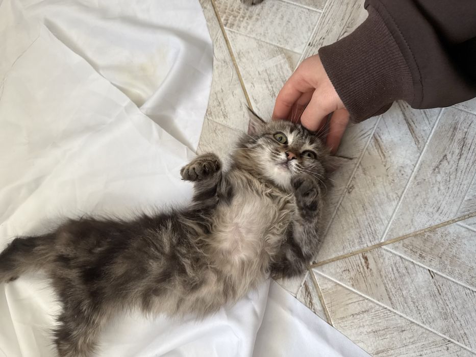 Три шестимесячные кошечки-девчонки.