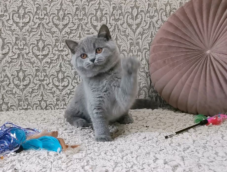 British shorthair cu pedigree