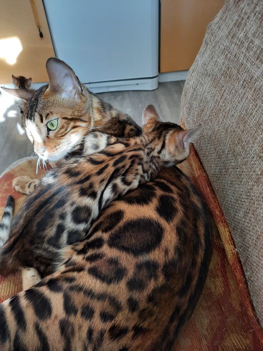 Продам бенгальского котенка. Девочка и мальчик.