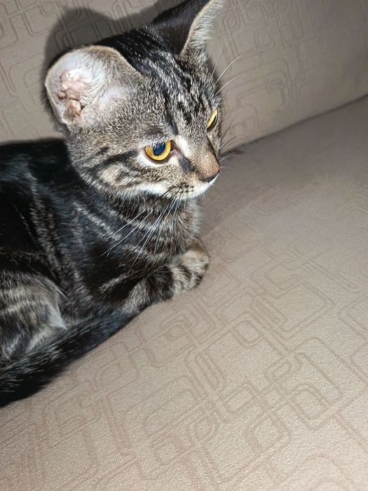 Haqiqiy tajribali rus ayollar porno