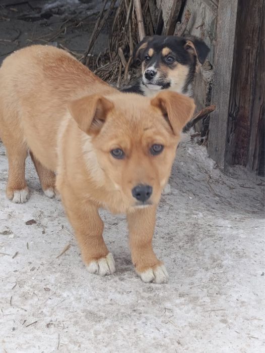 Щенки………………………….