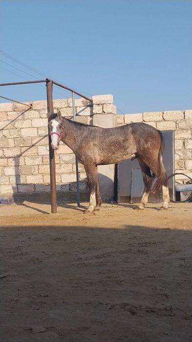 Мінгі құнаншығар