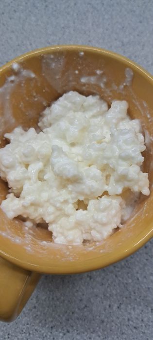 Ciuperca de chefir de lapte.