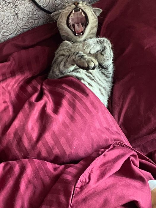 Кошка бесплатно срочно