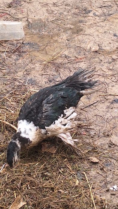 Urdaklar sotiladi arzon