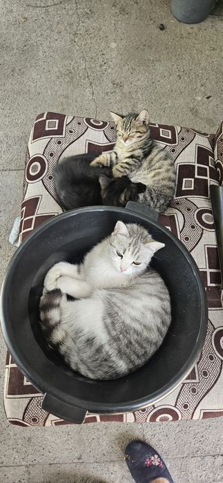 Котята приучены к латку