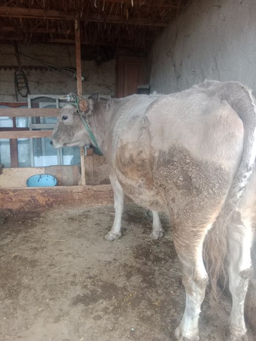 сауын сиыр сатылады