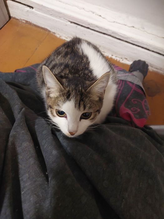 Отдам котят бесплатно