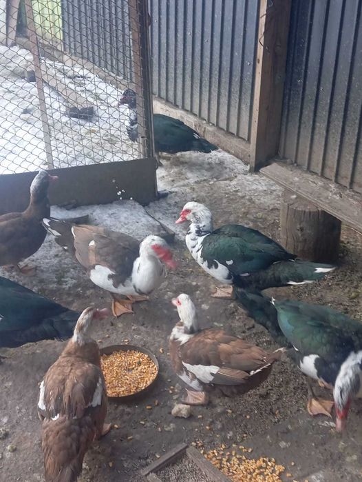 Индоутки на племя