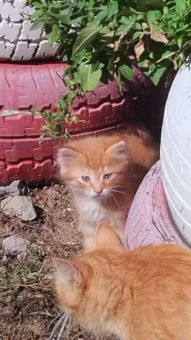 Отдам котят бесплатно