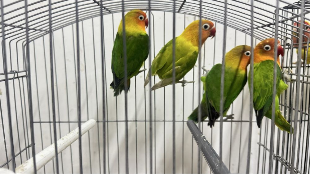 Nerazlushkala sotiladi 4 dona