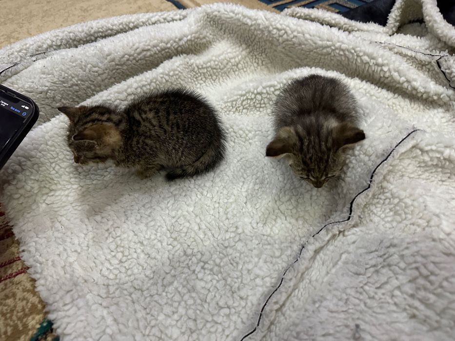 котята / котенок . мысық / марғау