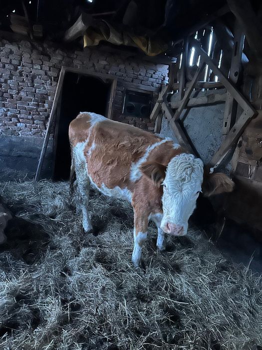 Vând juninca de abator