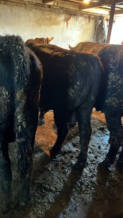 Продаю бычков с откорма