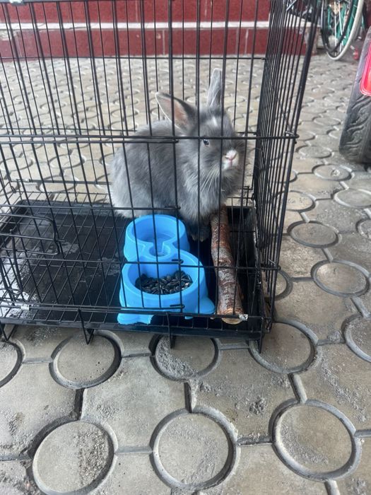 Продам декоративного кролика
