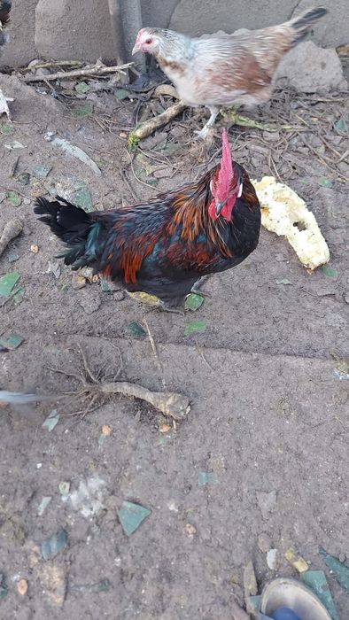 Пролетни петли многоцветни