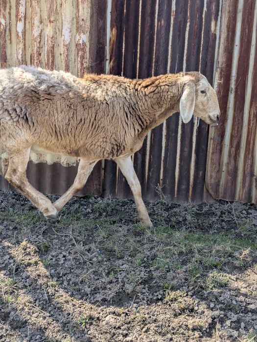 Арашан перво ярка