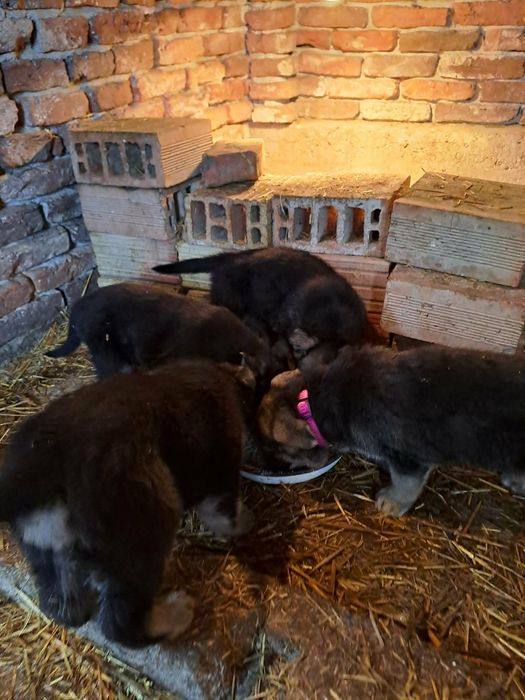 Продавам кученца