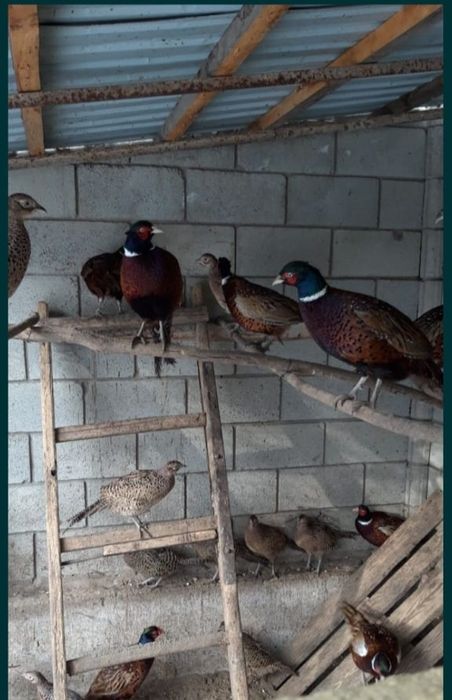 Фазан - кыргауыл