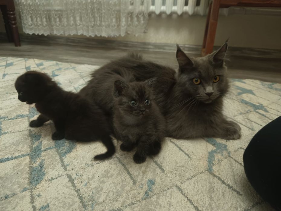 Отдам Котенка в хорошие руки