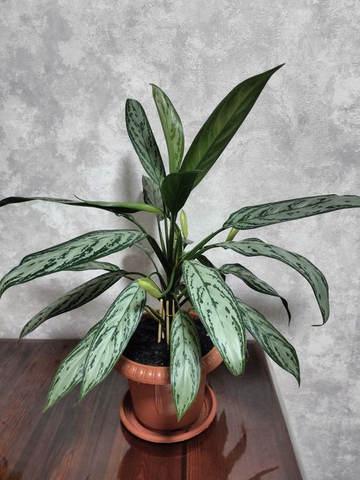 Продам комнатные цветы