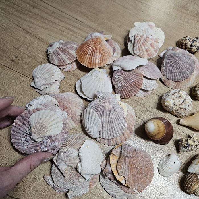 Ракушки морские набор