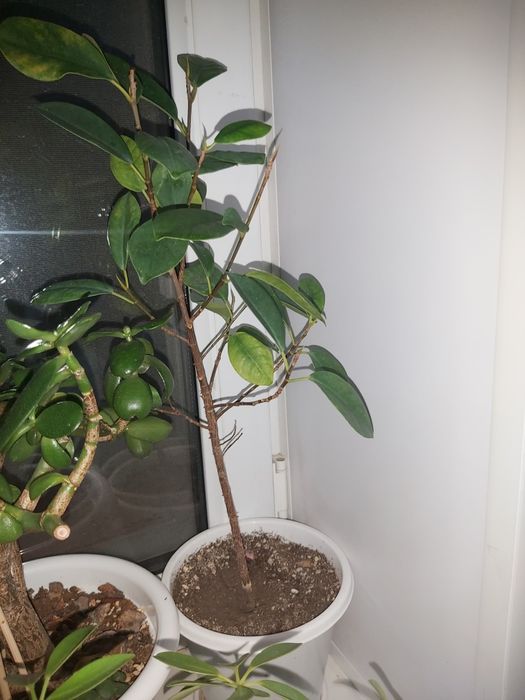 Комнатные растения