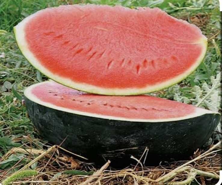 Pepeni verzi buzau Direct producator