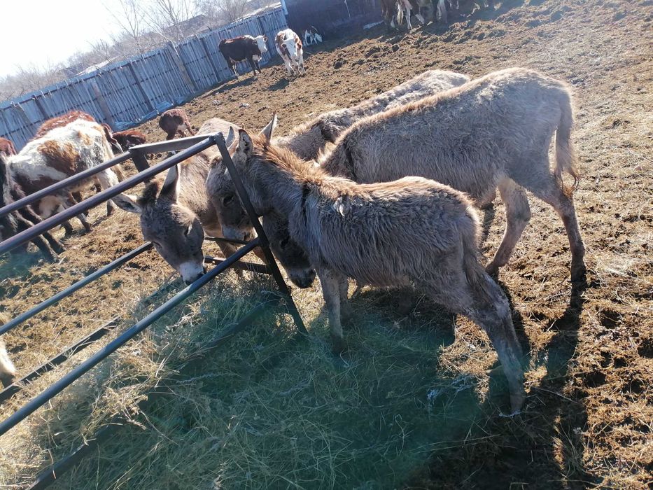 Есек сатылады екеу