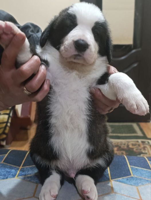 Щенятки среднеазиатской авчарки