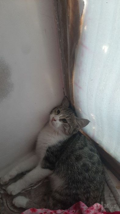 Мушукла берилади