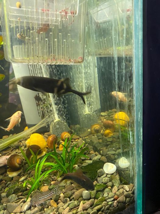 Продам аквариумные растения и рыбок