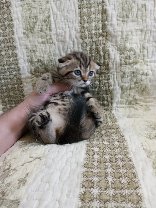 Симпатичный мальчик шотландский