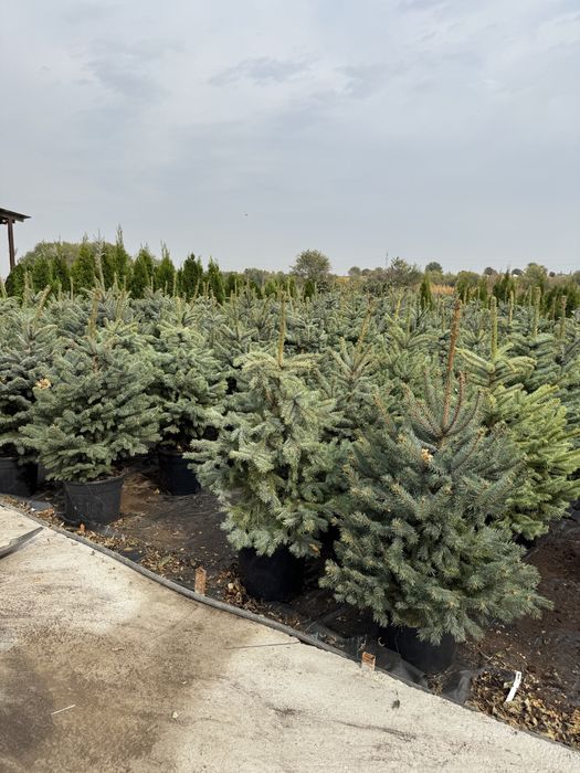 Голубая ель европейская