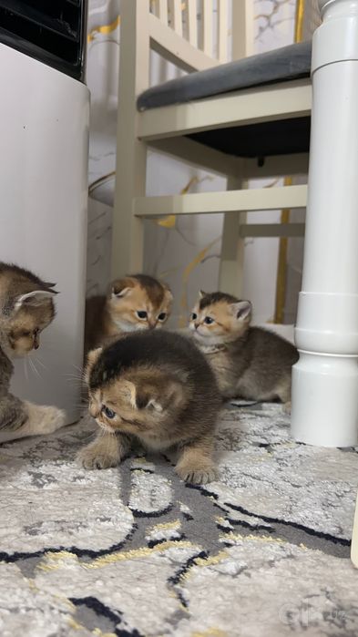 Котята золотая шиншила