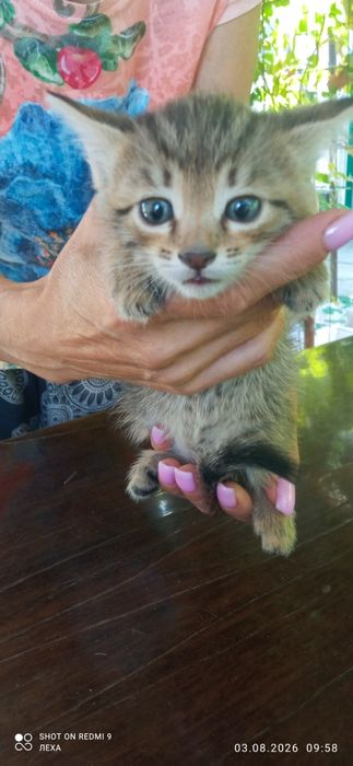 Отдам котят бесплатно