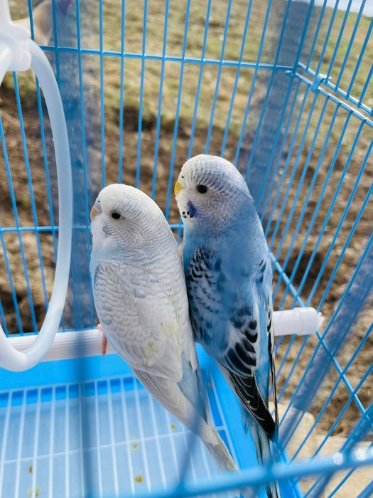 Попугай комплект