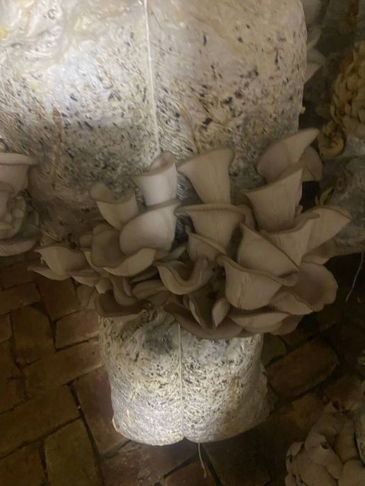 Замбуруклар сотилади,
Замбурук салатлар сотилади, 
Уйда устирилган хеч