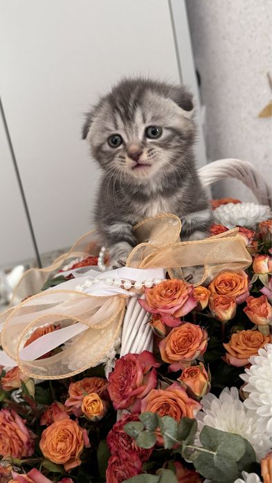 Шотландский парода ,котятаа