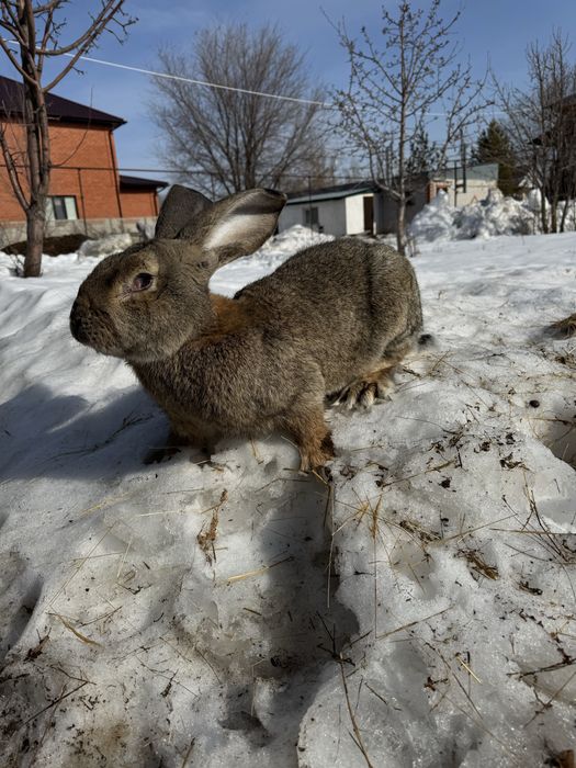 Продам крольчат бельгийского фландара.