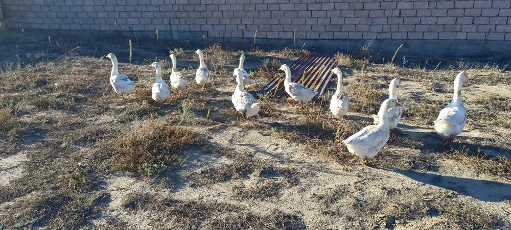 Продаю гусей 9 шт