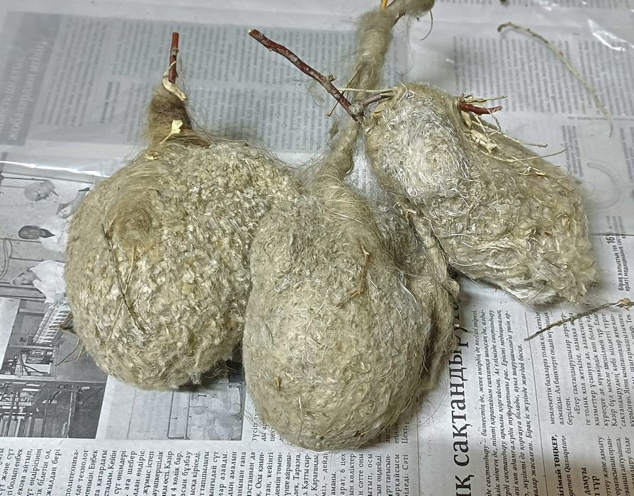 Құрқылтай ұясы сатылады