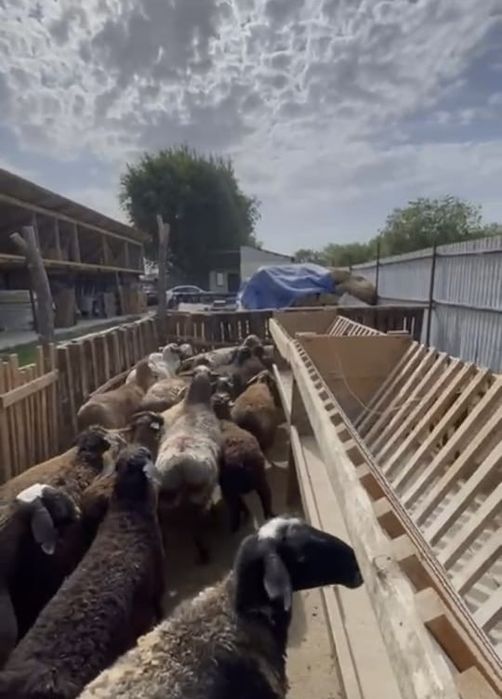 Қой сатылады)тоқты, саулықтар