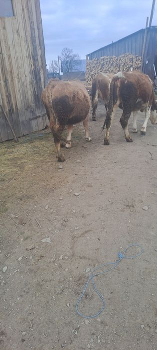 Vând 2 jurinci    .