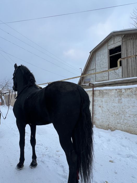 Продается Фризкий жеребец