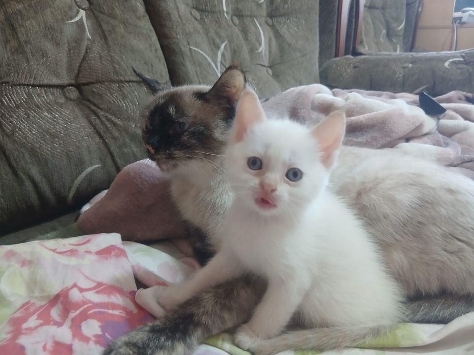 Котенок ищет дом!!