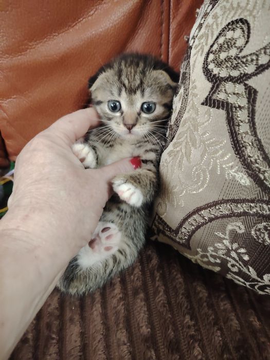 Шотландские фолды