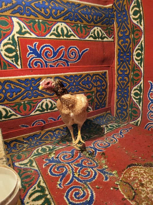 Сатамын туляк мекен 12000