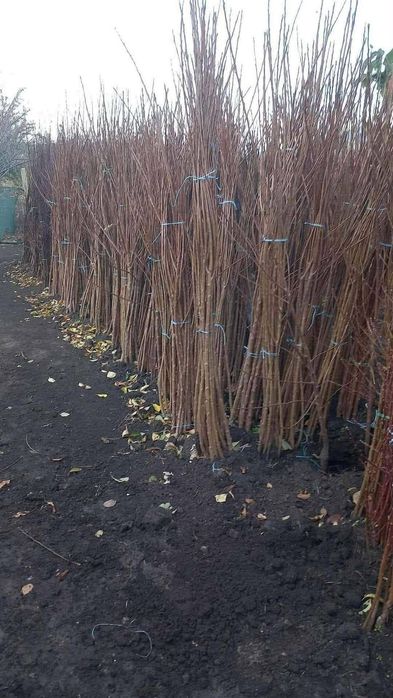 Puieti de salcâm la 30 Bani