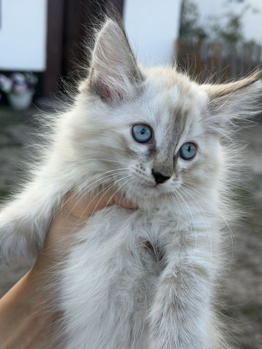 Ищем любящий дом для котенка